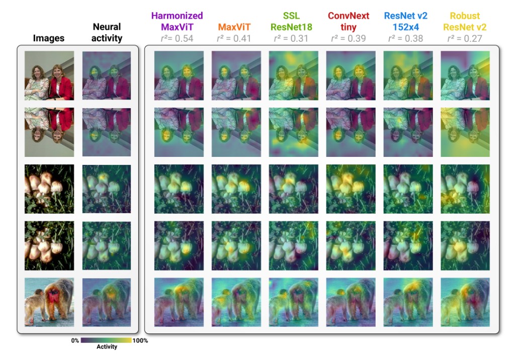 Neural activity alignment: images and reference neural activity vs. Harmonized MaxViT, MaxViT, SSL ResNet18, ConvNext, ResNet, and Robust ResNet; r² correlation with reference shown per model.